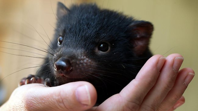 Reproduction - Tasmanian Devil